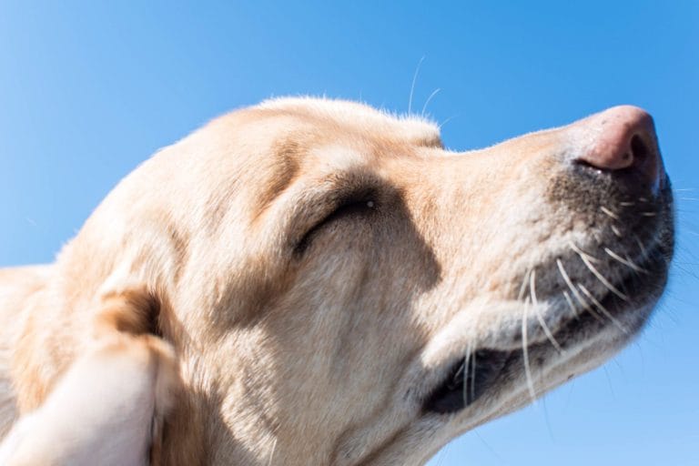 dog-food-for-skin-allergies