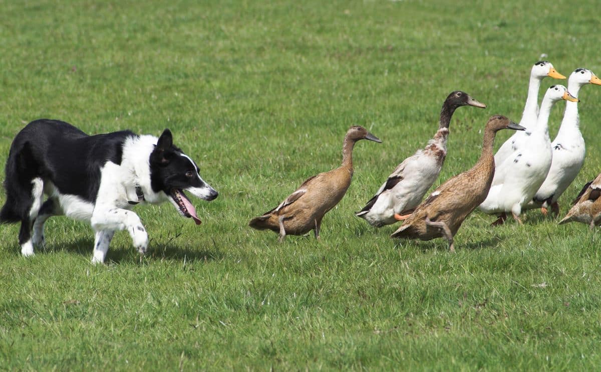 can-dogs-get-bird-flu?-how-to-protect-your-pets