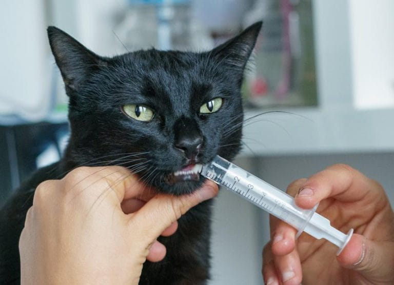 how-to-give-a-cat-liquid-medicine:-a-step-by-step-guide
