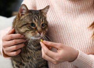 how-to-give-a-cat-a-pill:-a-step-by-step-guide