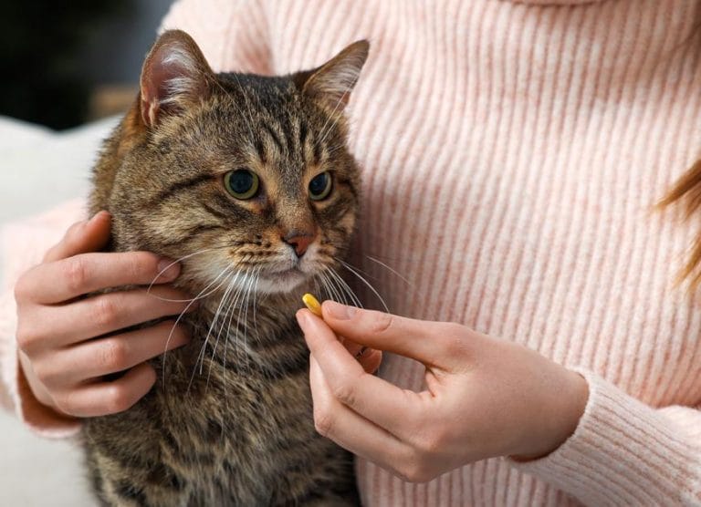 how-to-give-a-cat-a-pill:-a-step-by-step-guide