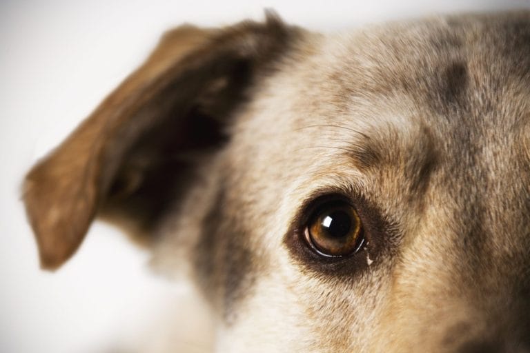 sards-in-dogs