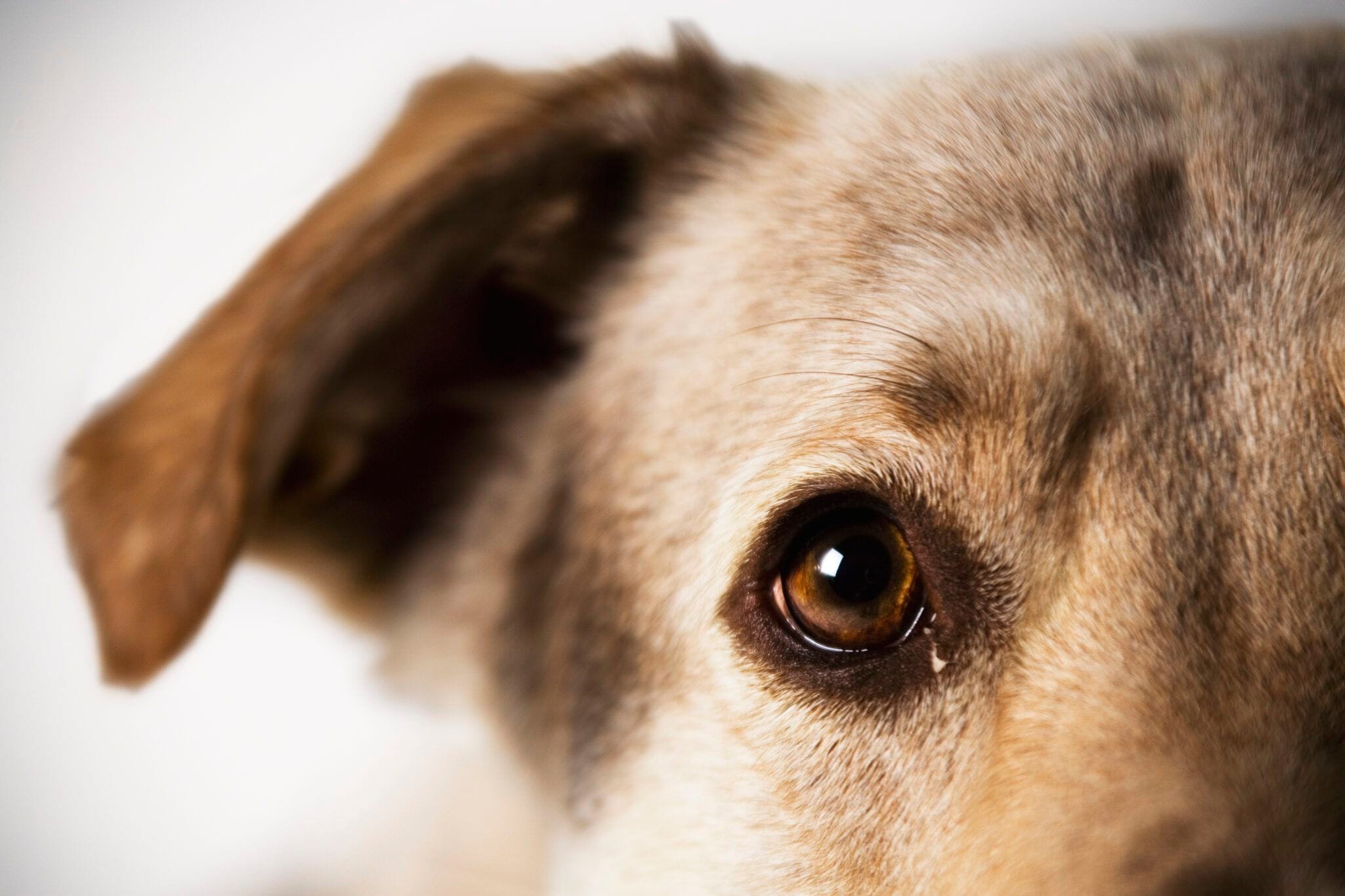 sards-in-dogs