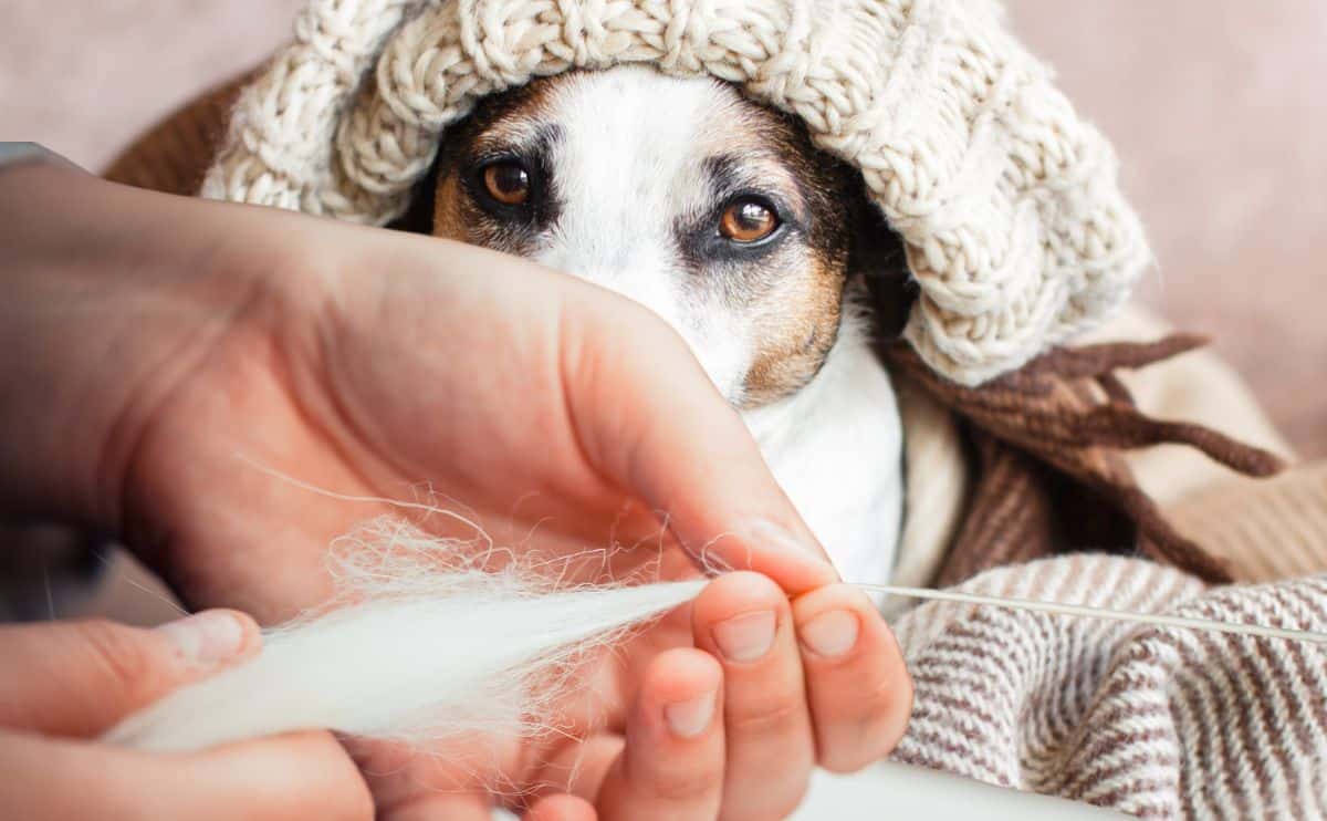 knitting-with-dog-hair:-transforming-shedding-into-a-sentimental-craft