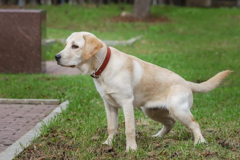 what-causes-bladder-stones-in-dogs?