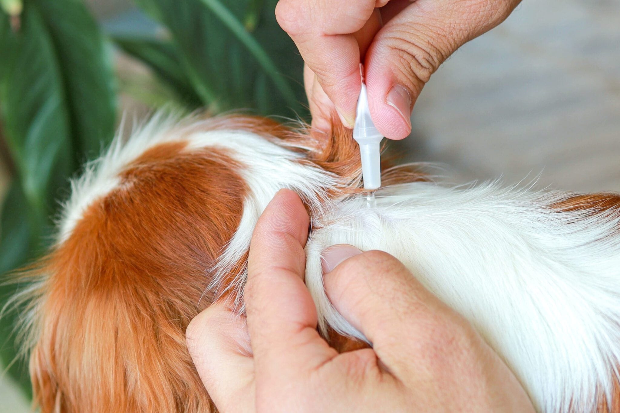 Buzz Off, Biters! Protecting Your Dog from Mosquitoes