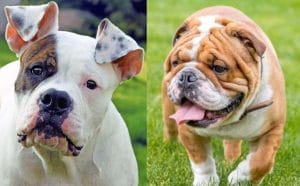 american-vs-english-bulldog:-similarities-&-differences