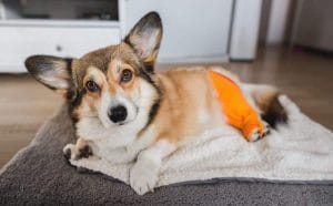 10-common-corgi-health-issues-for-pembrokes-&-cardigans