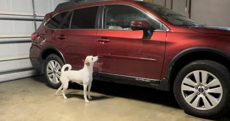 how-i-taught-my-dog-to-ride-in-a-car