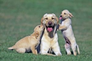 dogs-do-not-go-through-menopause