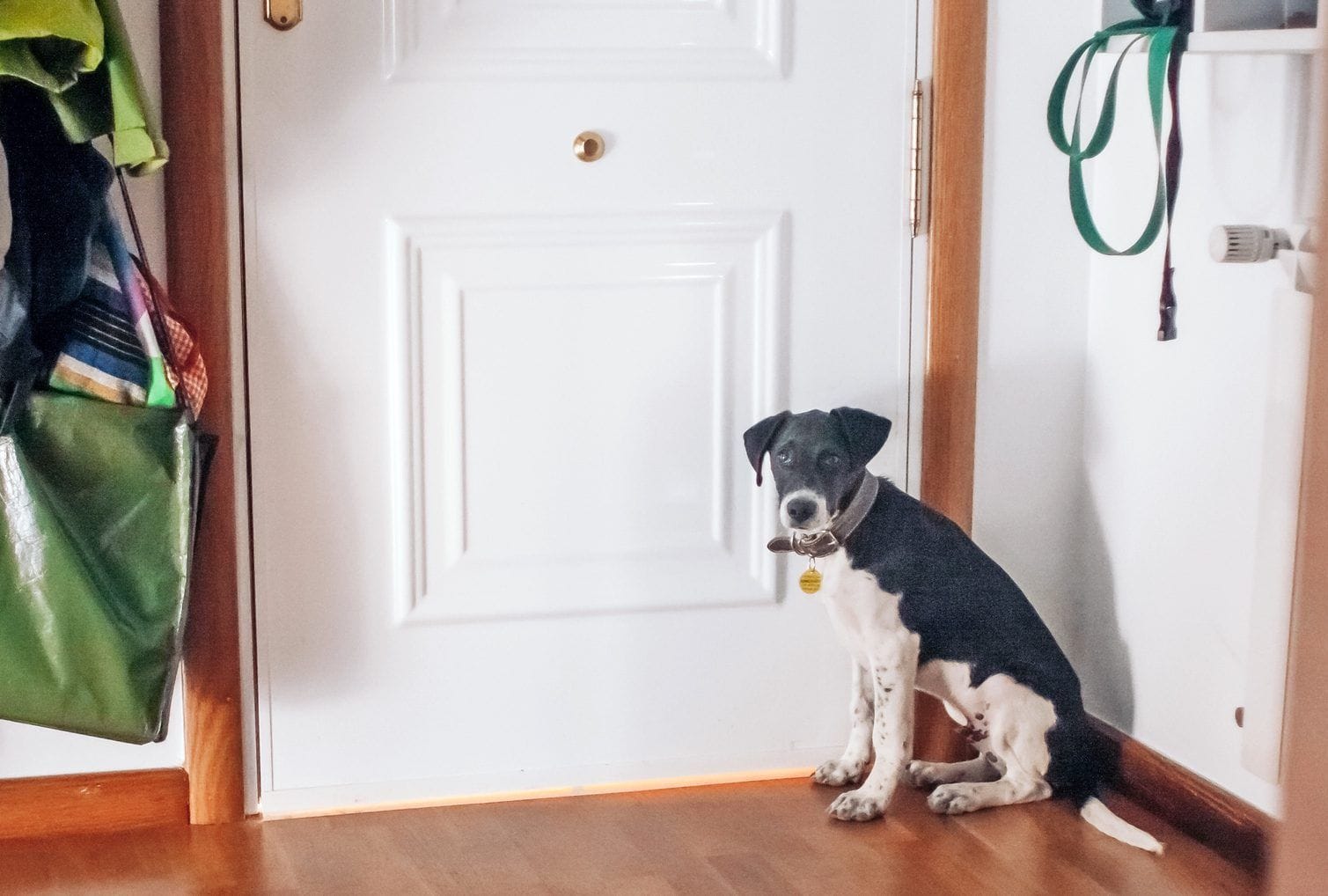 Potty Training Regression in Dogs: Causes and How to Fix It