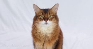 scent-glands:-the-cat-language-you’ll-never-understand