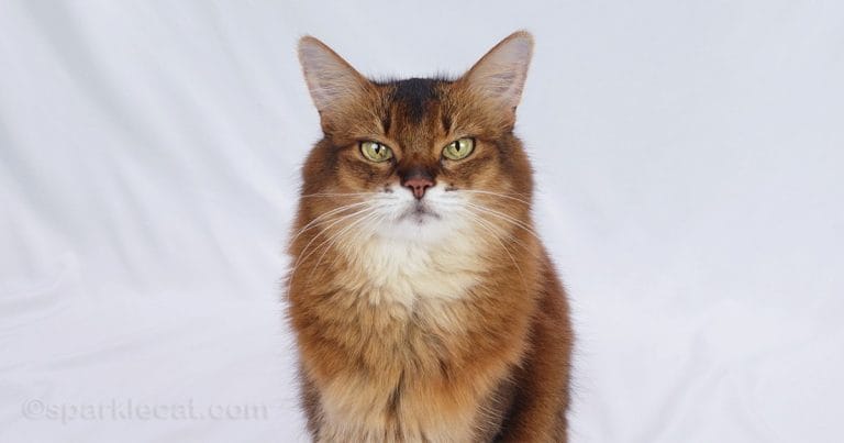 scent-glands:-the-cat-language-you’ll-never-understand