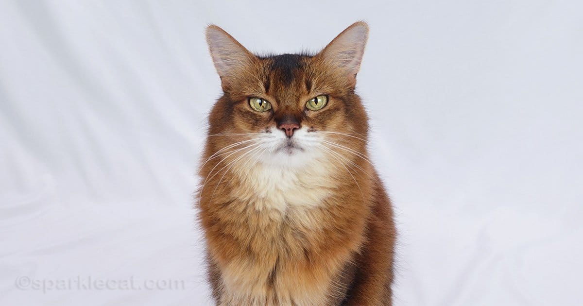 scent-glands:-the-cat-language-you’ll-never-understand