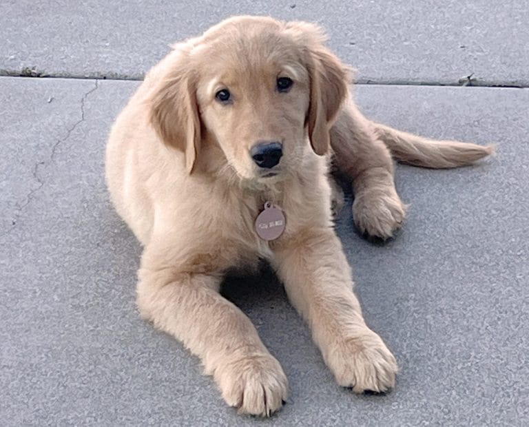 dogs-should-not-be-gifts!