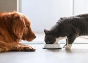 can-dogs-eat-cat-food?