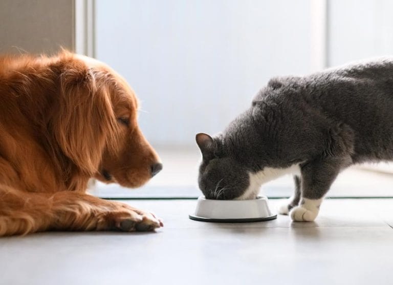 can-dogs-eat-cat-food?