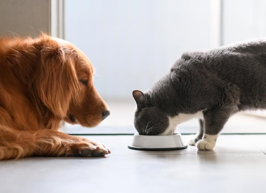 can-dogs-eat-cat-food?