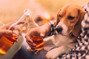 why-dogs-should-not-drink-alcohol