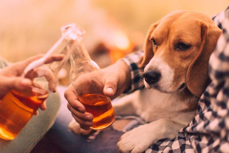 why-dogs-should-not-drink-alcohol
