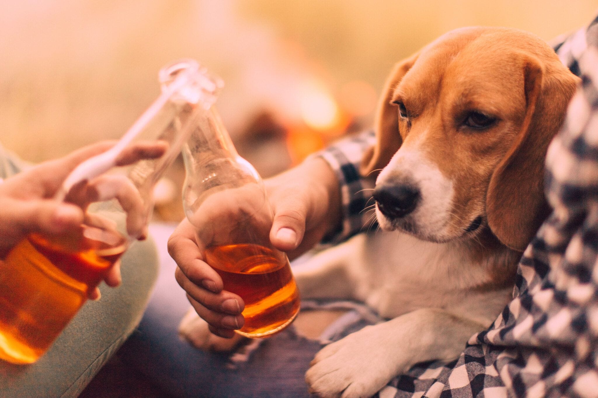why-dogs-should-not-drink-alcohol