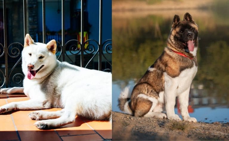 japanese-vs-american-akita:-discover-their-similarities-&-differences