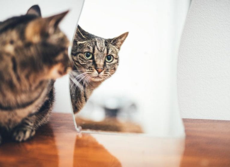 do-cats-recognize-themselves-in-the-mirror?