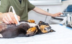 does-pet-insurance-cover-ultrasounds?
