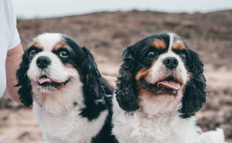 cavalier-king-charles-spaniel-lifespan:-how-long-do-cavaliers-live?
