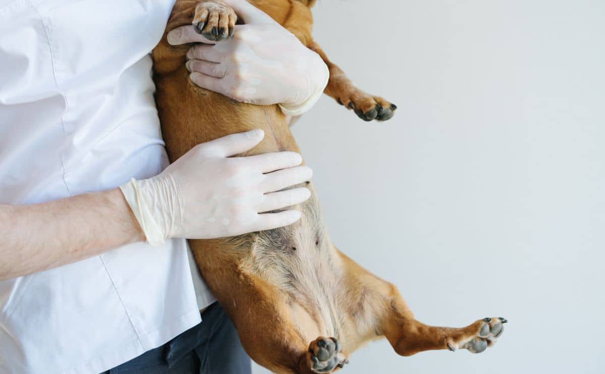 recognize-the-early-signs-of-stomach-cancer-in-dogs-(before-it’s-too-late)