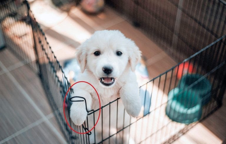 leaving-your-new-puppy