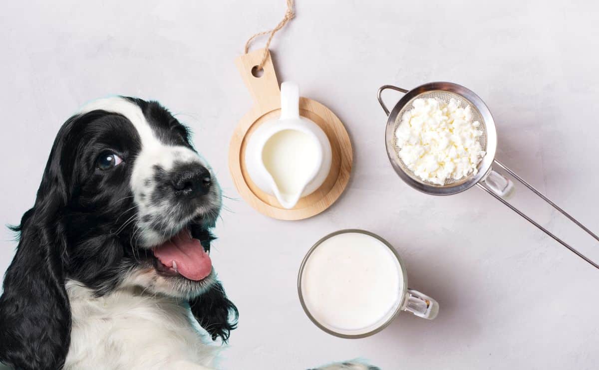 kefir-for-dogs:-a-gut-friendly-superfood-worth-barking-about