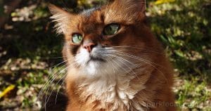 the-secret-life-of-cat-whiskers:-9-fascinating-facts-you-never-knew