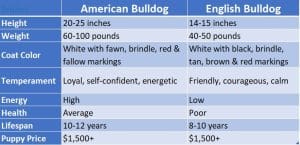 American Bulldog vs English Bulldog