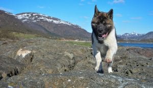 american akita