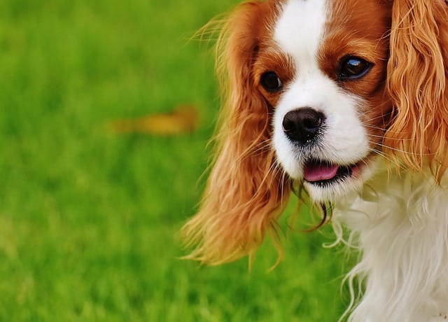 cavalier-king-charles-