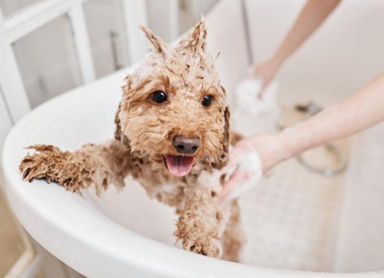 how-to-bathe-a-dog:-expert-tips-for-safe-home-grooming