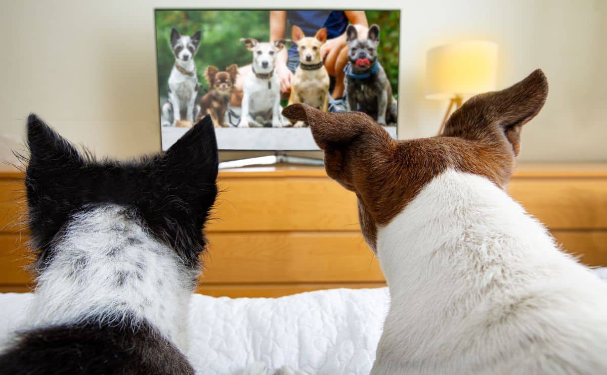 Keeping Your Dog Entertained Alone: Do TV and Music Really Help?