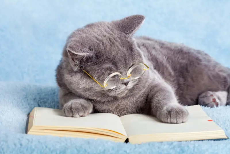 the-10-smartest-cat-breeds