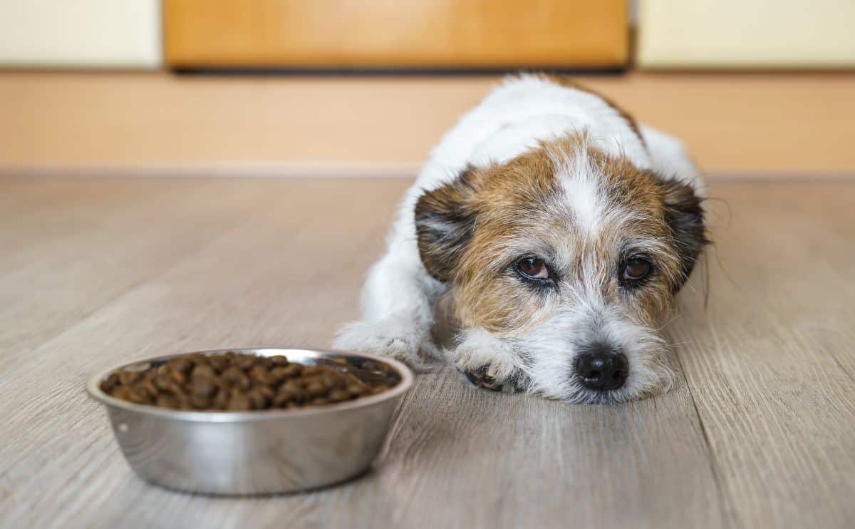 best-kibble-for-dogs-with-sensitive-stomachs:-7-top-picks