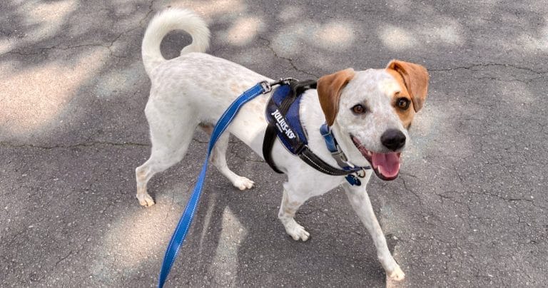 synthesized-reinforcement-in-life-with-dogs