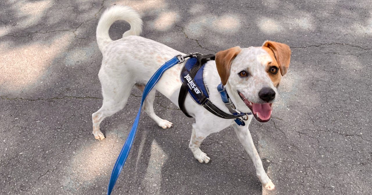 synthesized-reinforcement-in-life-with-dogs