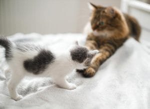 how-to-introduce-a-kitten-to-a-cat