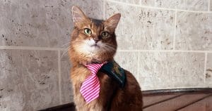 why-aren’t-there-more-therapy-cats?-the-myths-–-and-the-truths