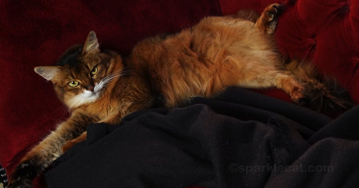 why-cats-really-hate-belly-rubs-(more-complicated-than-you-think)