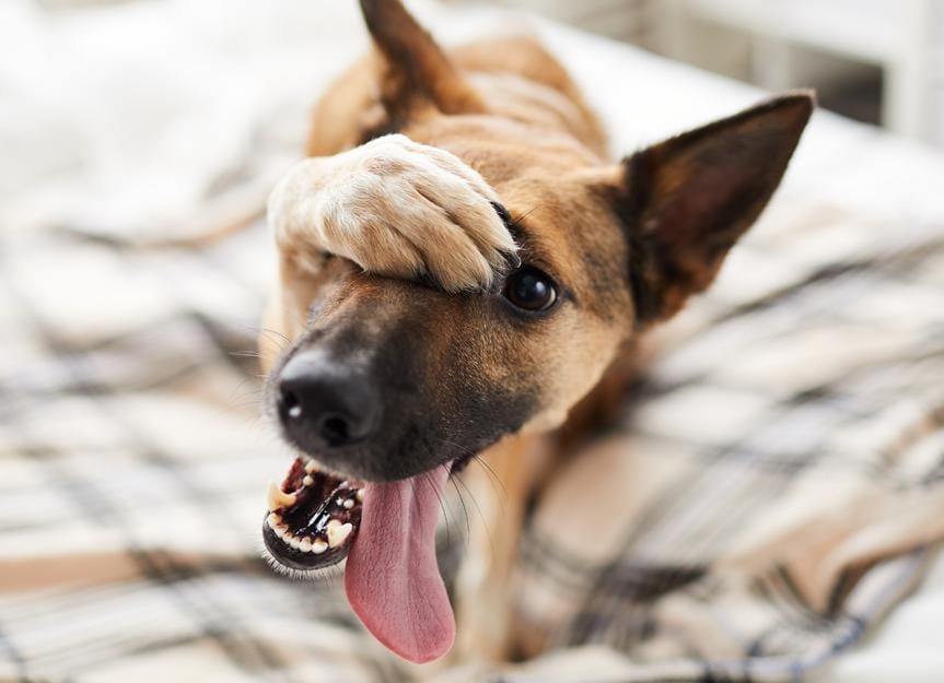 do-dogs-get-embarrassed?