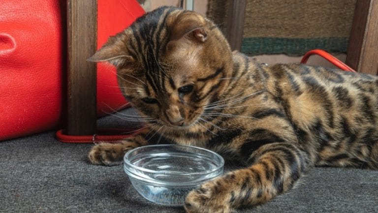 why-is-my-cat-not-drinking-water?-vet-reviewed-reasons-&-solutions