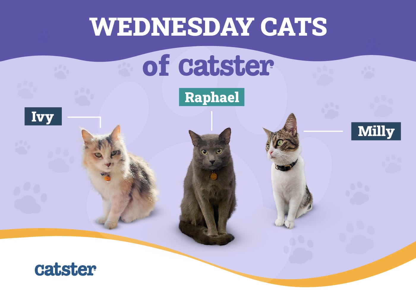 scaredy-cats-vs-curious-kitties:-how-the-wednesday-cats-of-catster-react-to-strangers