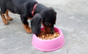 dachshund-feeding-chart:-how-much-to-feed-a-dachshund-puppy
