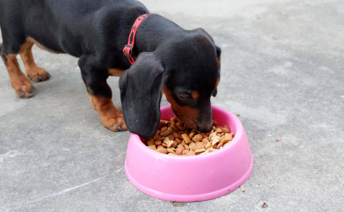 Feeding a Dachshund Puppy: Chart & Guide - Woof Meow Joy